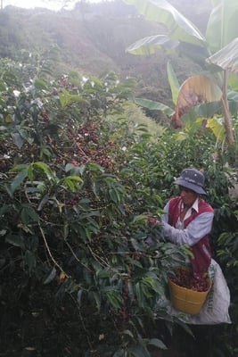 Campesino recogiendo 1