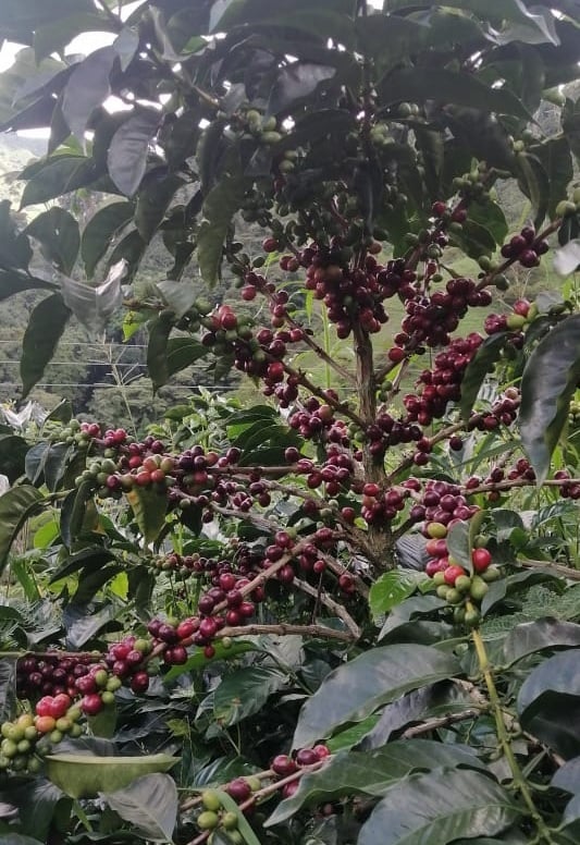 Fruto cafe-1